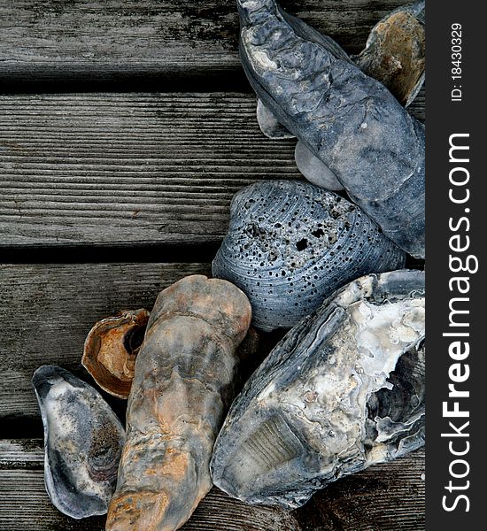 Seashells in grays, silvers and golds on a wooden cedar deck. Seashells in grays, silvers and golds on a wooden cedar deck