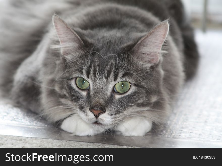 Grey tabby cat laying on the floor. Grey tabby cat laying on the floor