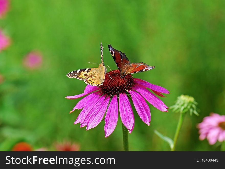 Two butterfly on Rudbeckia flower. Two butterfly on Rudbeckia flower