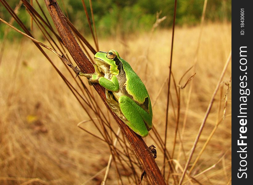 Frog (Hyla arborea) posing on the stick in Danube marsh