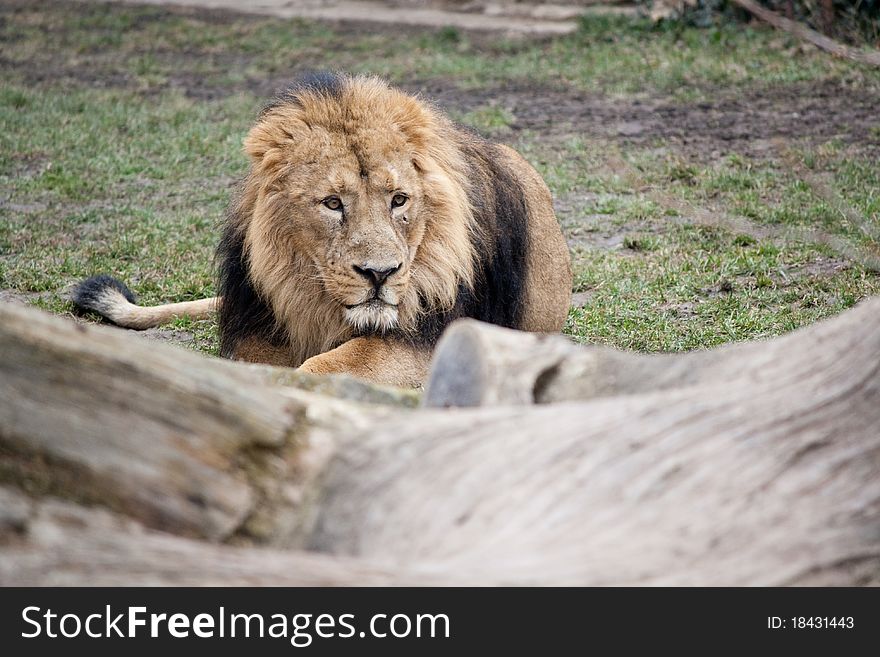 Asiatic lion (Panthera leo persica) sitting behind timber. Asiatic lion (Panthera leo persica) sitting behind timber