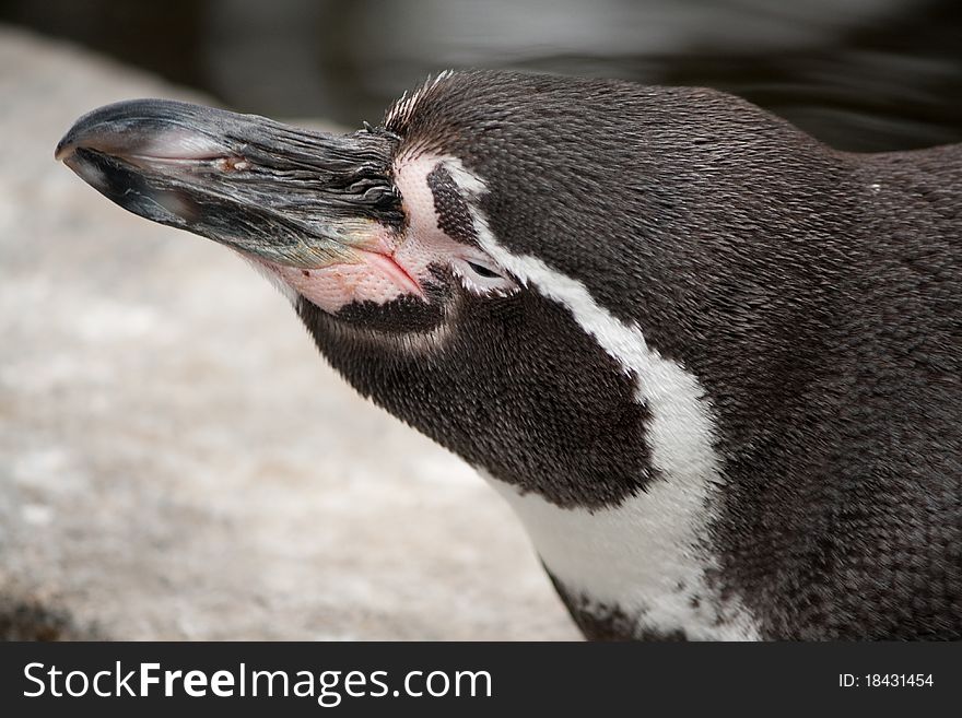 Head of a Humboldt Penguin (Spheniscus humboldti). Head of a Humboldt Penguin (Spheniscus humboldti)