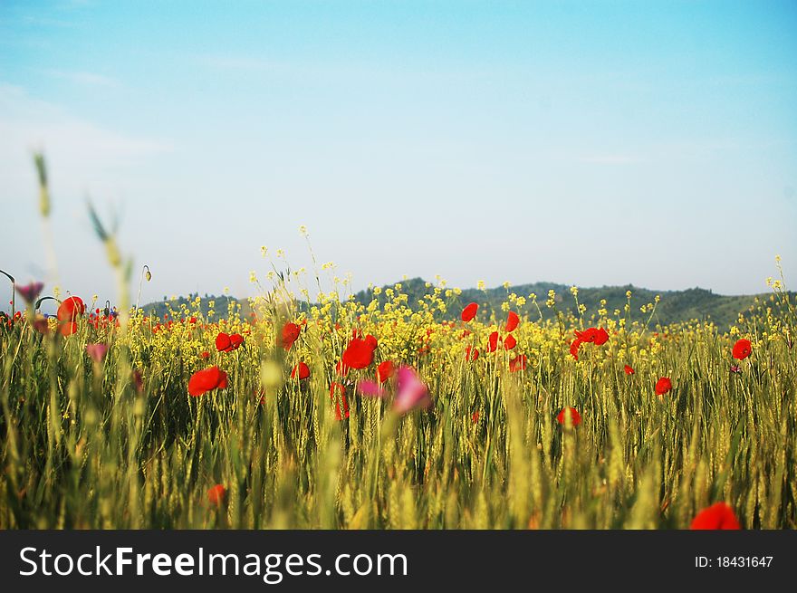 Red poppies and rapeseed flowers growing on a wheat field. Red poppies and rapeseed flowers growing on a wheat field