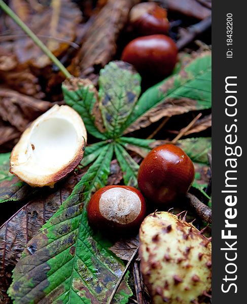 Composition of autumn chestnuts and leaves