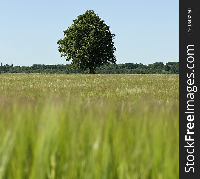 Solitary tree in green field. Solitary tree in green field