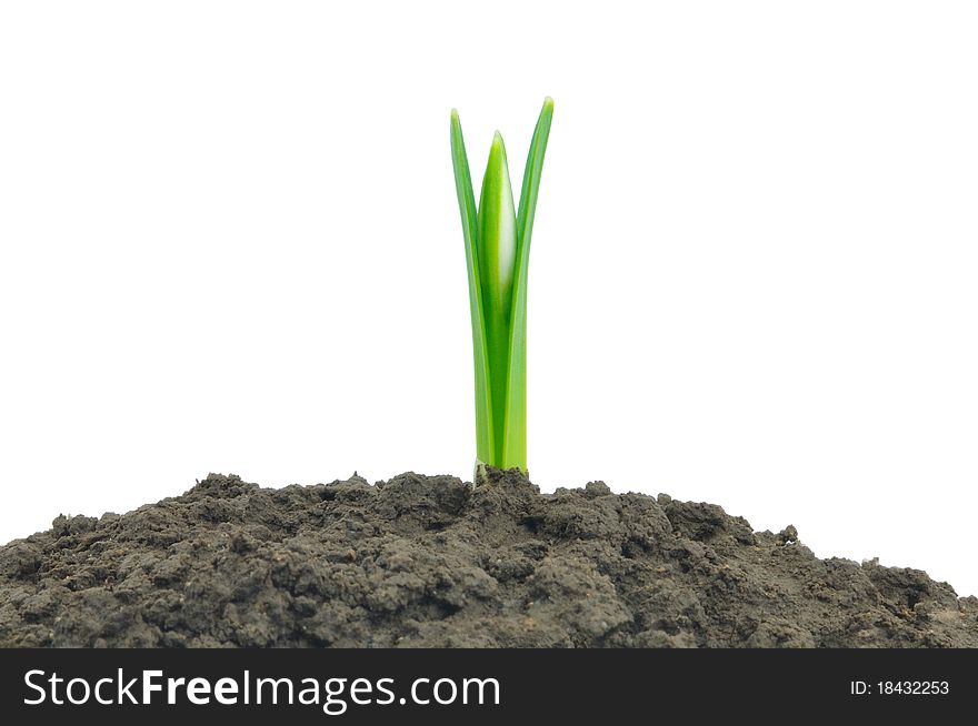 Young sprout of a snowdrop isolated on a white background.