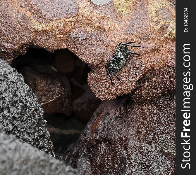 Black crab with yellow spots on some sea rocks. Black crab with yellow spots on some sea rocks