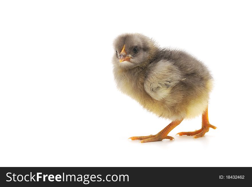 One small chicken on a white background