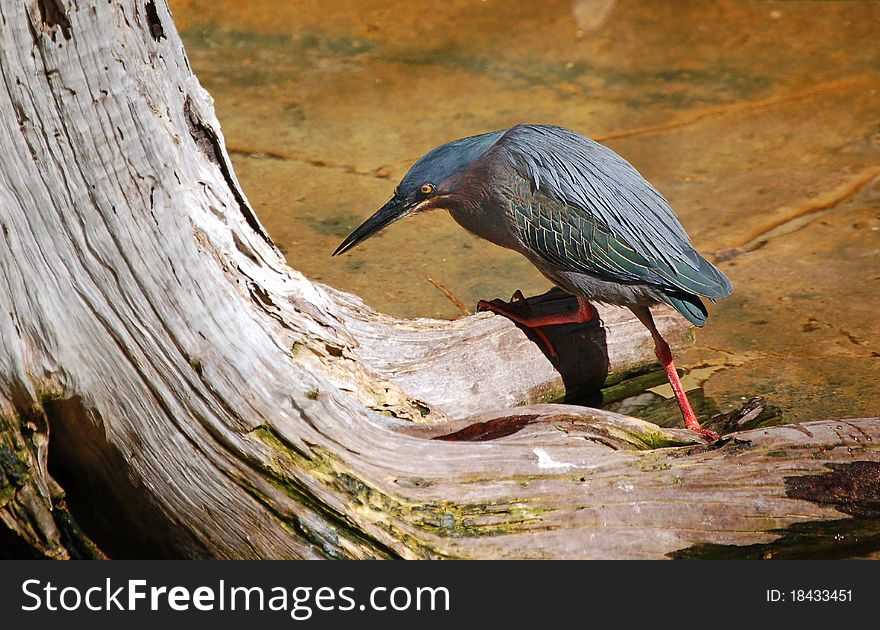 Green Heron