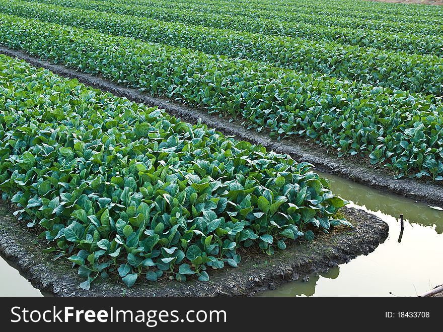 Chinese kale vegetable in garden