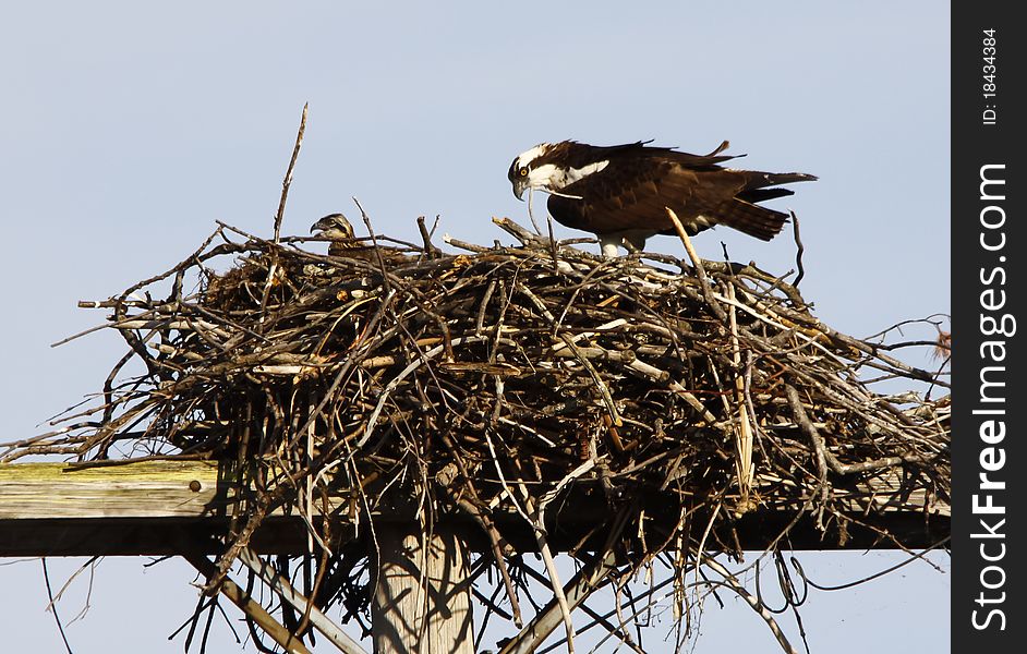 Osprey adult and offspring in Nest