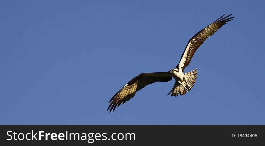 Osprey Gliding, Banking