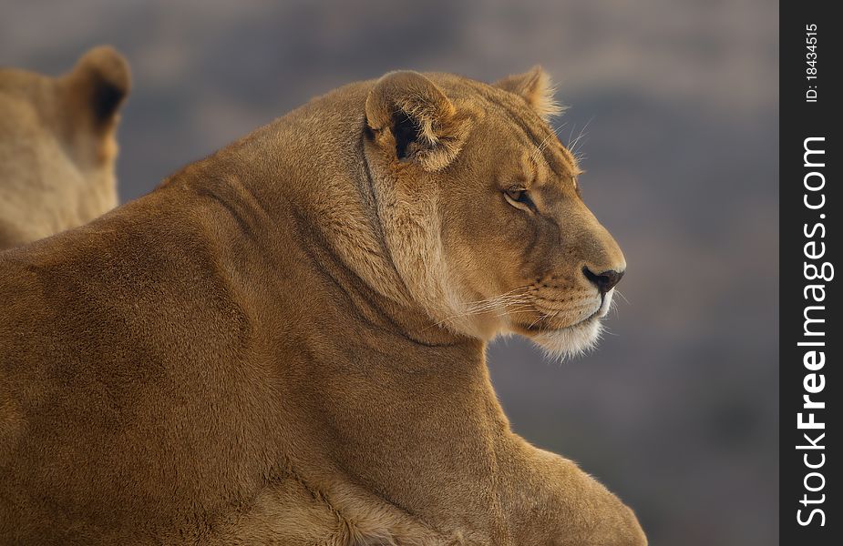 Profile of captive lioness staring into the distance on blurred background