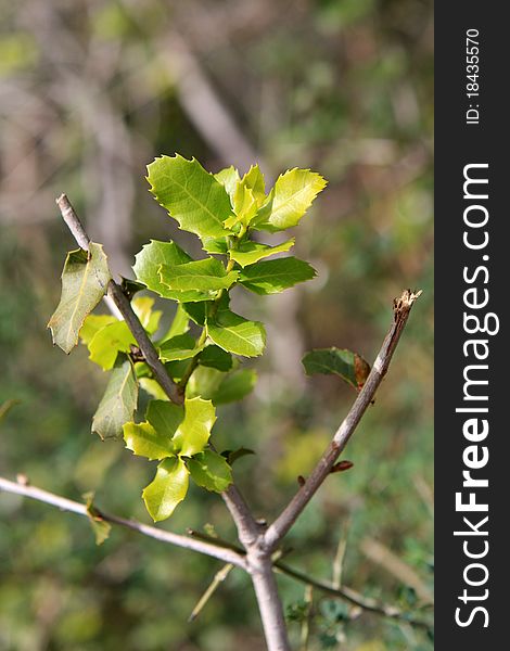 Young green leaves on the branch at the spring