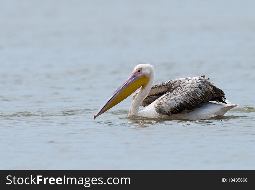 Great White Pelicans in Danube Delta on water