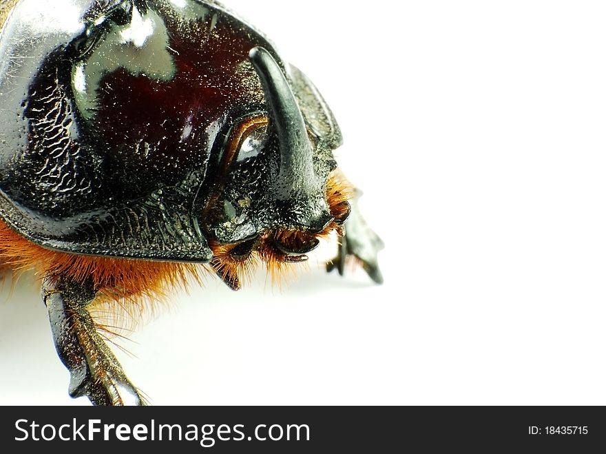 Rhinoceros beetle isolated on white