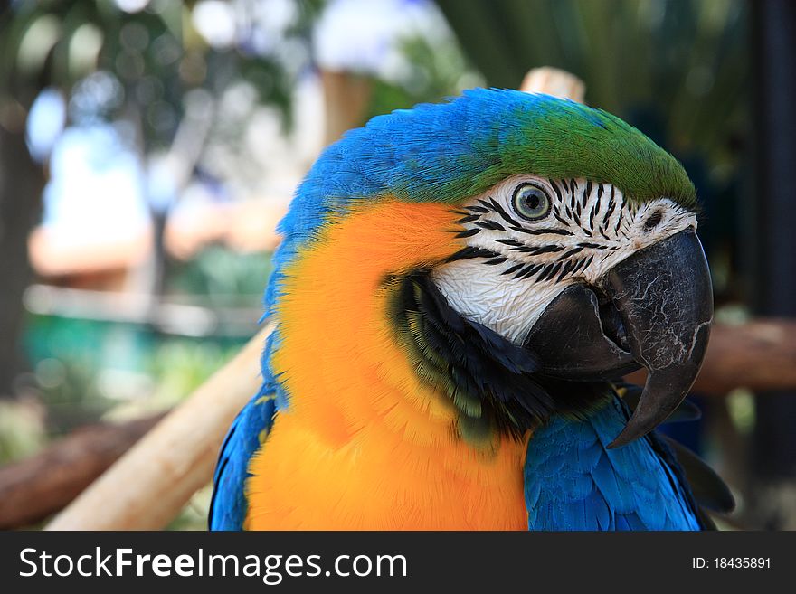 This is a close-up portrait photo of a macaw parrot perched in a tree. This is a close-up portrait photo of a macaw parrot perched in a tree.