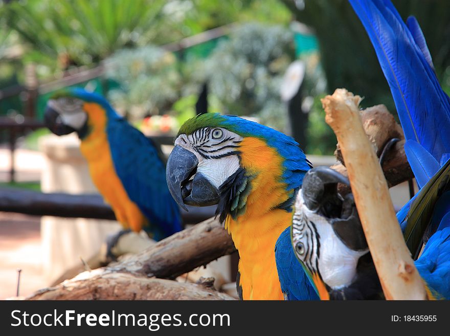 This is a close-up portrait photo of a macaw parrot perched in a tree. This is a close-up portrait photo of a macaw parrot perched in a tree.