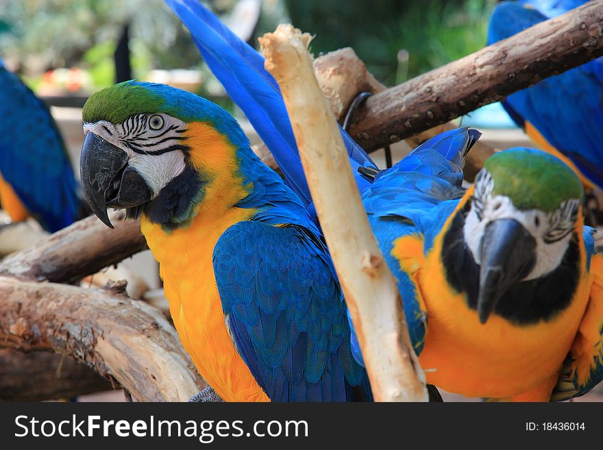 This is a close-up portrait photo of a macaw parrot perched in a tree. This is a close-up portrait photo of a macaw parrot perched in a tree