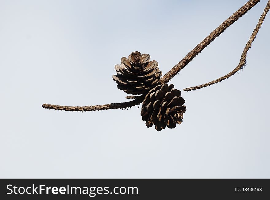 Pine Cones, used to background