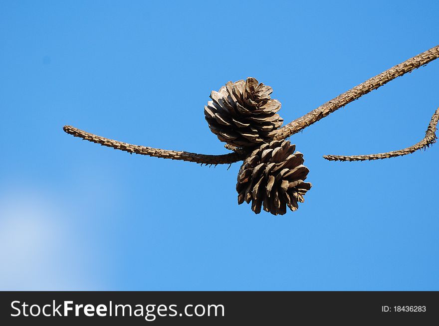 Pine Cones used to background