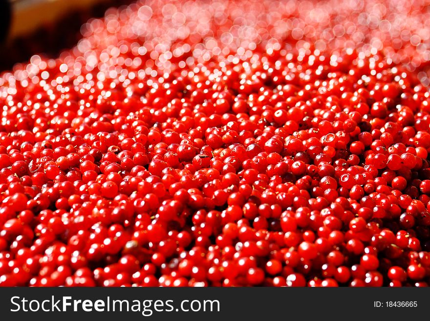 Cranberries abstract natural full frame background