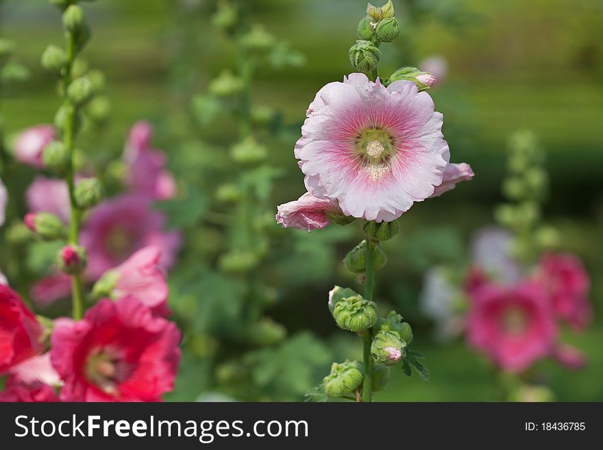 Pink hibiscus flower in the garden