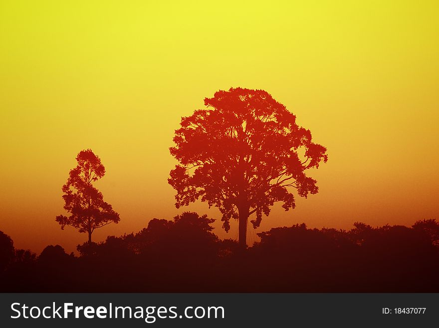 A big tree silhouette during sunset at Kengtung. A big tree silhouette during sunset at Kengtung