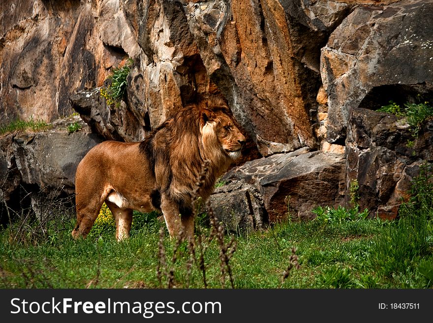Lion standing infront of rocks