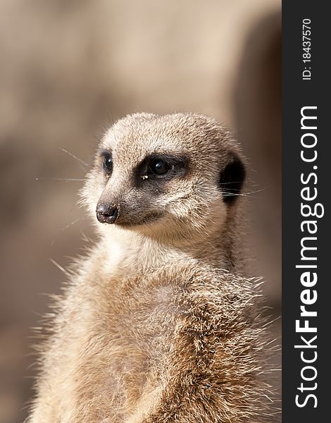 Suricate Or Mongoose Or Meerkat