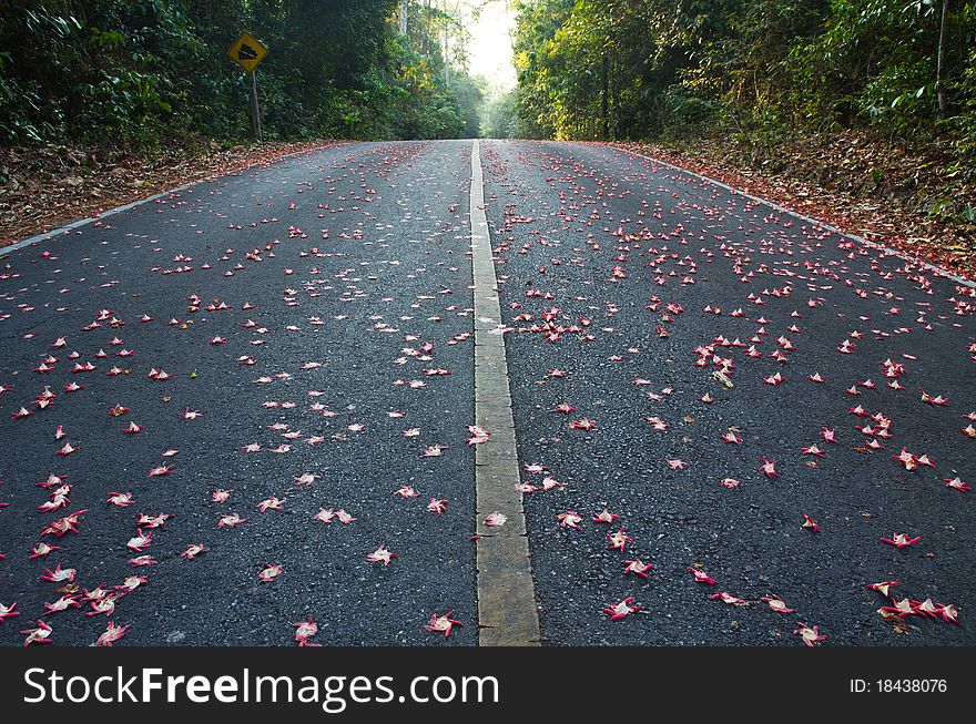 Road in the national park