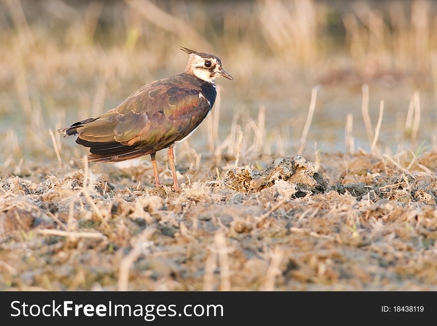 Northern Lapwing On Dry Vegetation