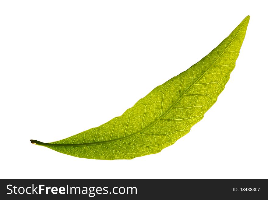 A leaf isolated over white background