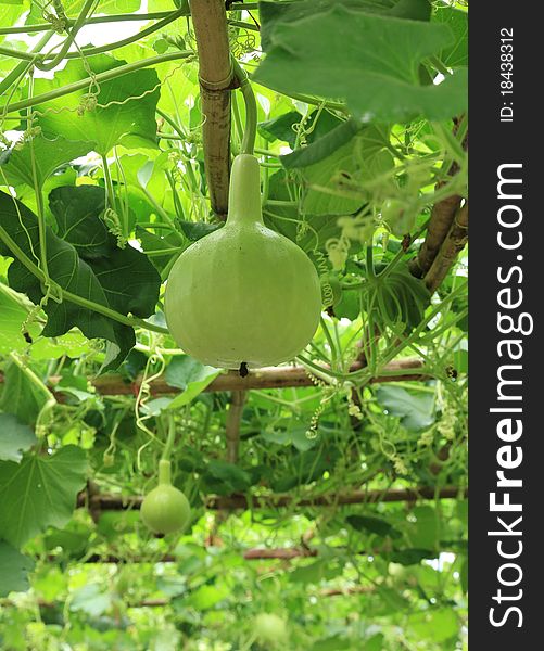 Green calabash use as vegetable for cook. Green calabash use as vegetable for cook