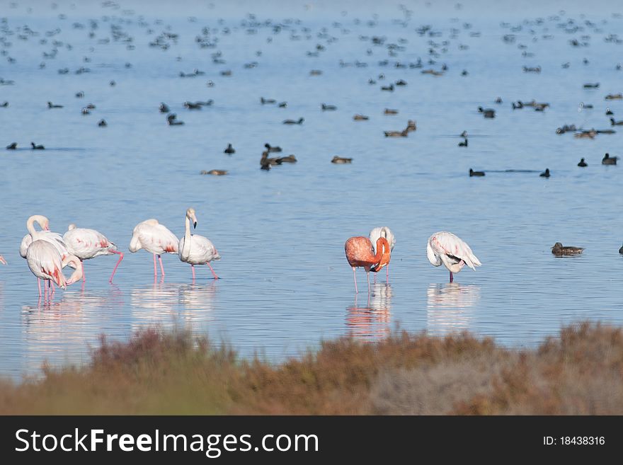 Flamingos In Shallow Water