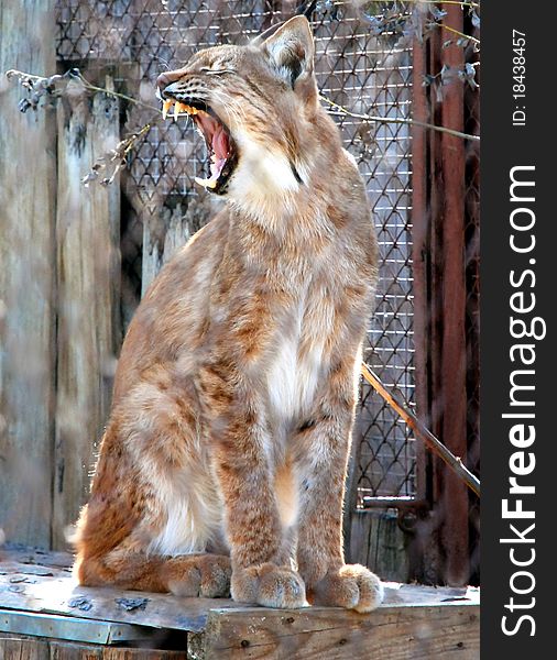 Lynx, a large wild cat squinting and yawning in the sun. Lynx, a large wild cat squinting and yawning in the sun.