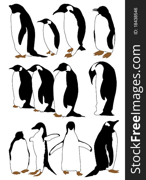 Vector silhouettes black and white penguin
