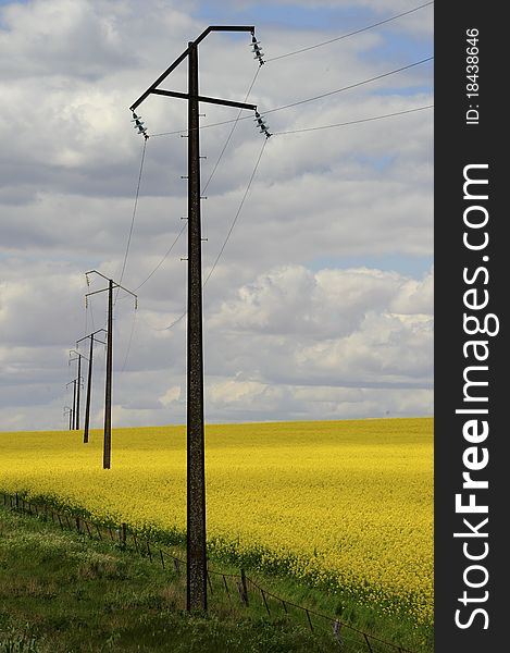 Flowering Canola Field in South Australia.