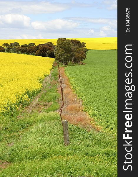 Flowering Canola Field in South Australia. Flowering Canola Field in South Australia