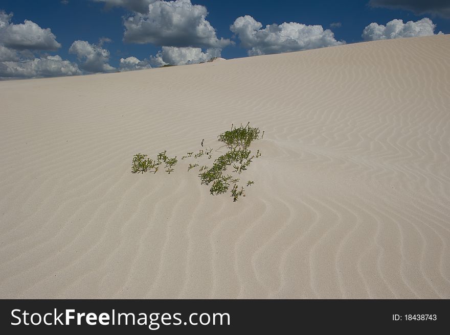 Image of Sand Dune with textured ripples and small bush, clouds and blue sky as sharp contrast. Image of Sand Dune with textured ripples and small bush, clouds and blue sky as sharp contrast