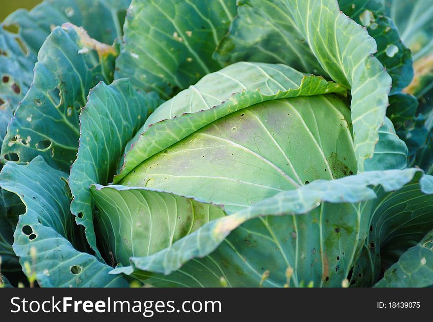 Cabbage in a field