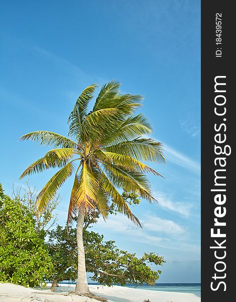 Palm tree and ocean and blue sky in island of Maldives.