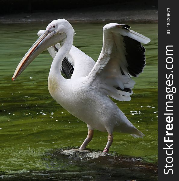 White pelican against water, animals