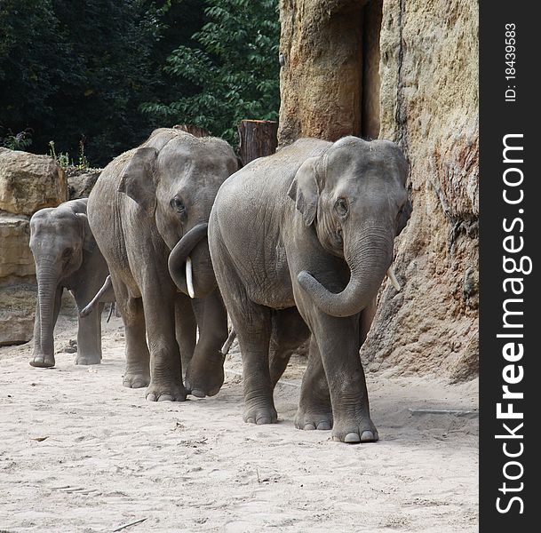 Family of elephants in a zoofolder