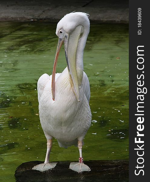 White pelican against water, birds