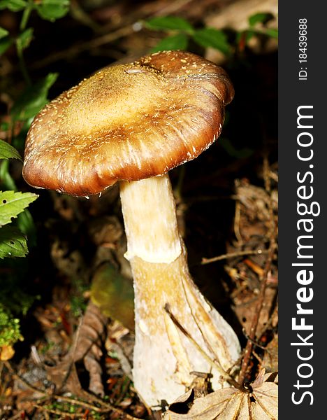 Agaric honey fungus in natural environment. Agaric honey fungus in natural environment