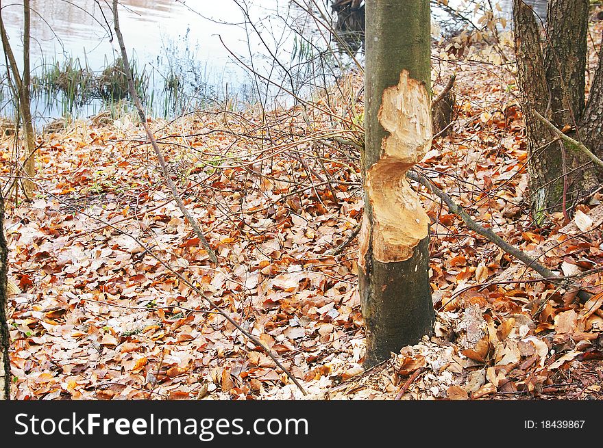 A tree bitten by beavers. A tree bitten by beavers