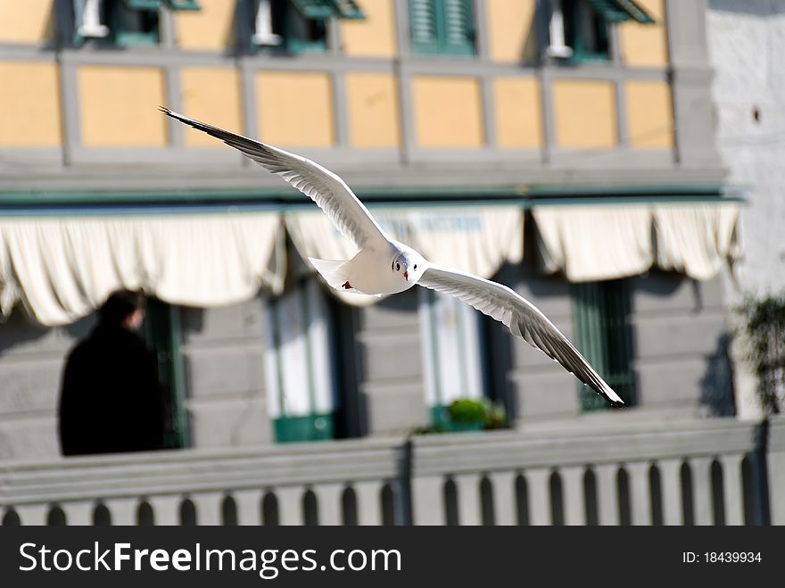 Gull in flight in Camogli Genoa. Gull in flight in Camogli Genoa