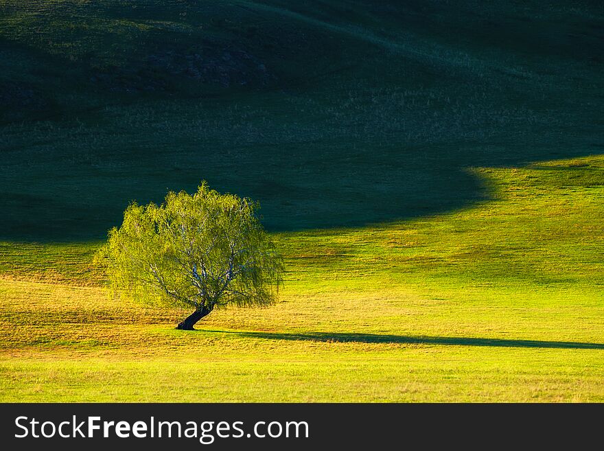 Green Tree On The Hills With Fresh Green Grass