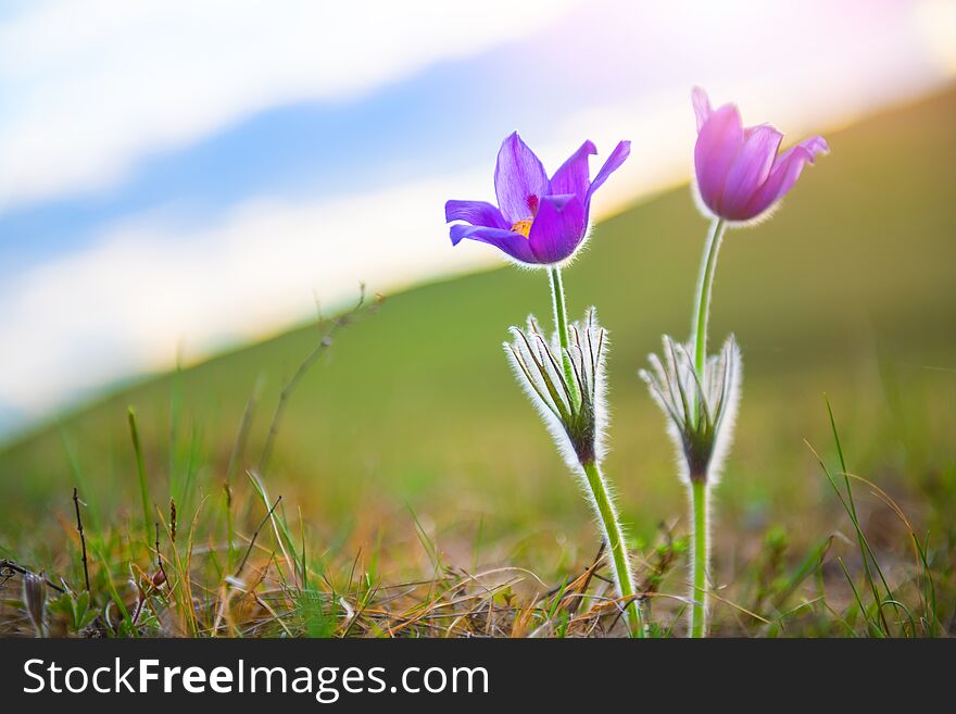 Wild Violet Crocuses In The Mountains At Sunset